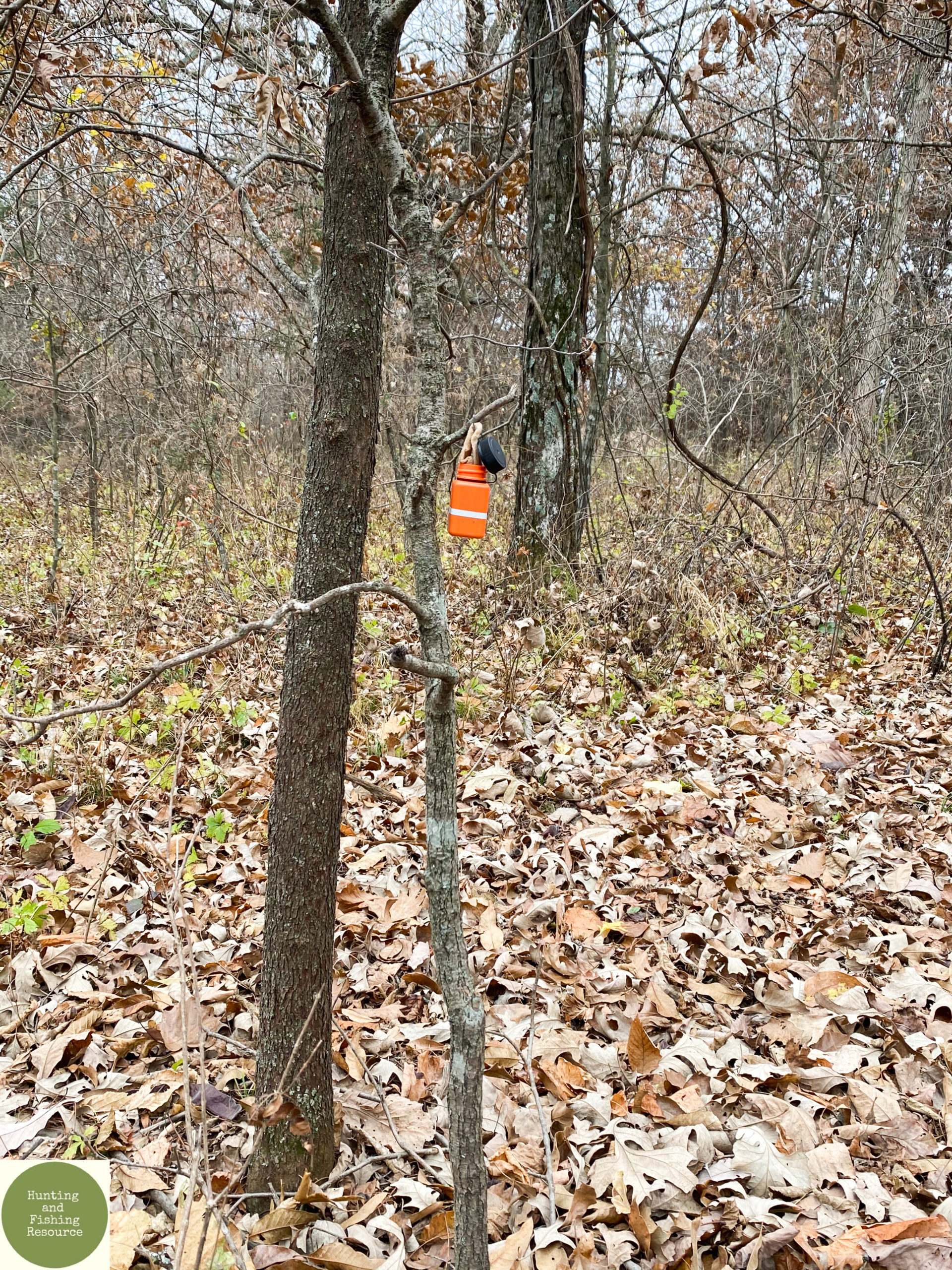 Why do Hunters Use Deer Scents to Attract other Deer?